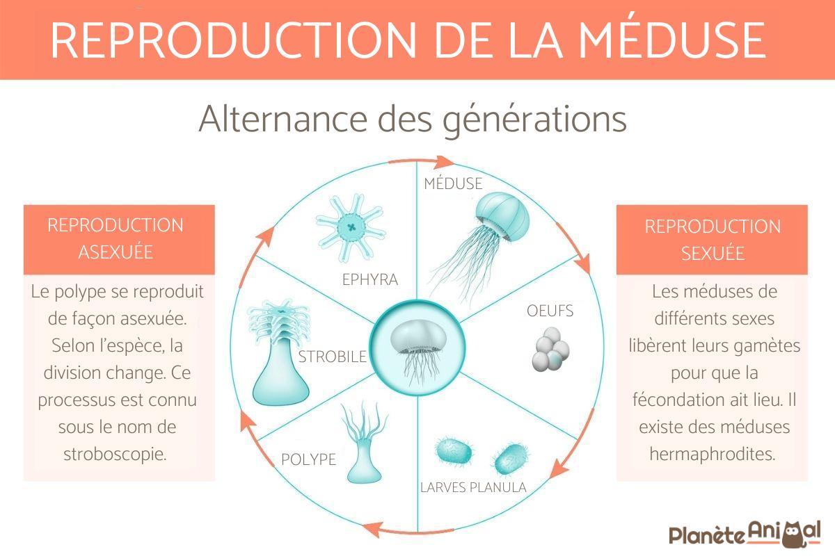 Reproduction de la méduse