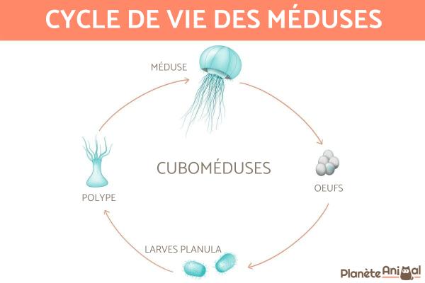 Reproduction de la méduse - 