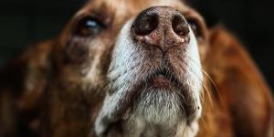10 choses que les chiens nous apprennent
