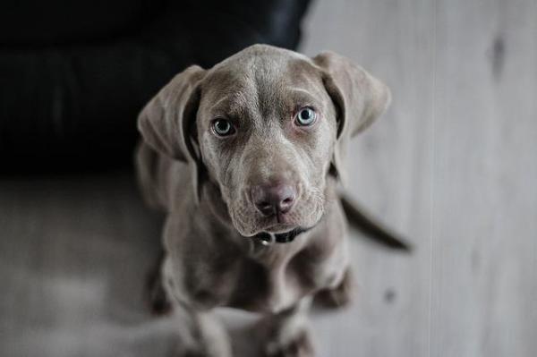 10 choses que les chiens nous apprennent - 2. Se taire pour écouter davantage