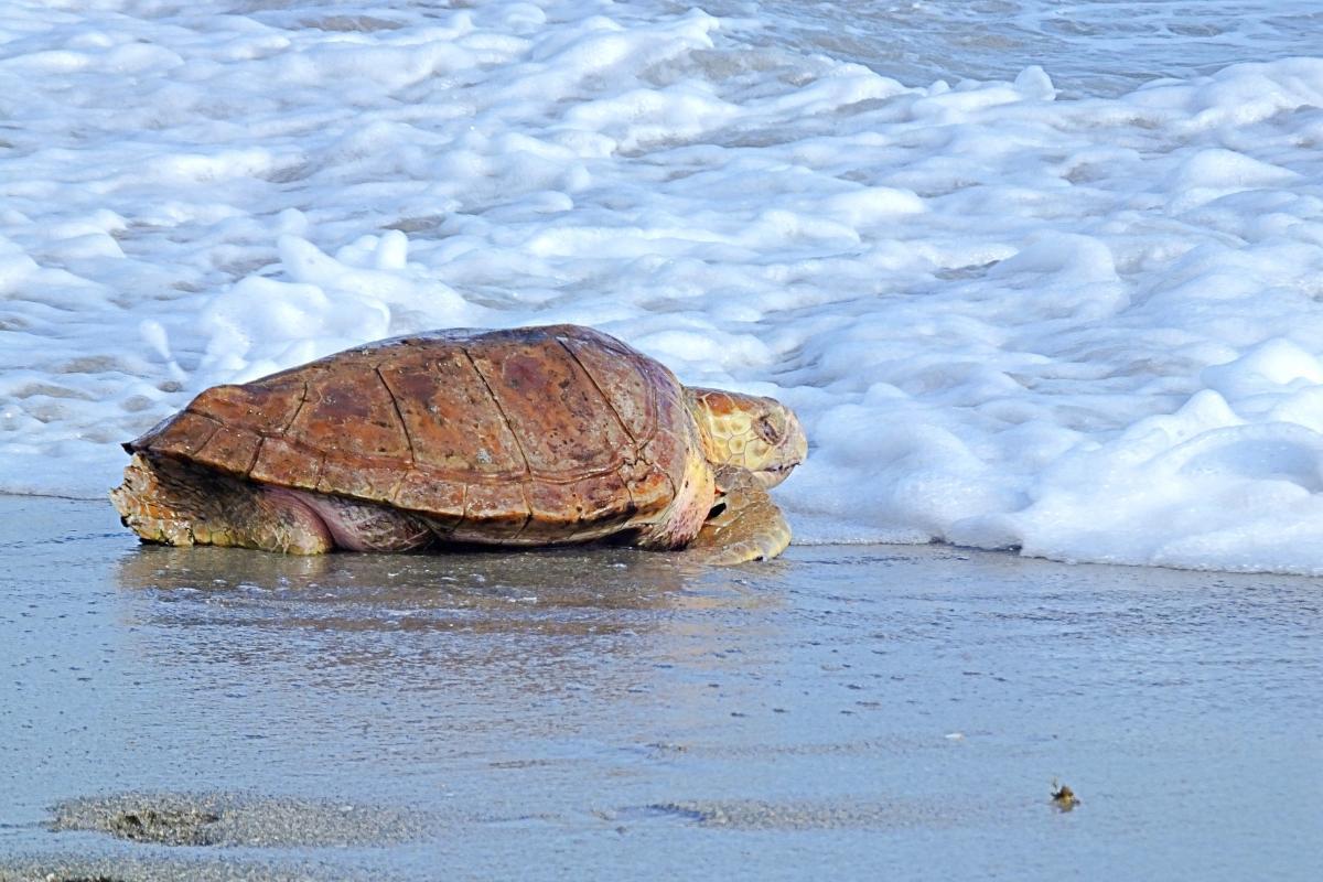 La plus grosse tortue du monde Top 10 (noms des tortues et photos)