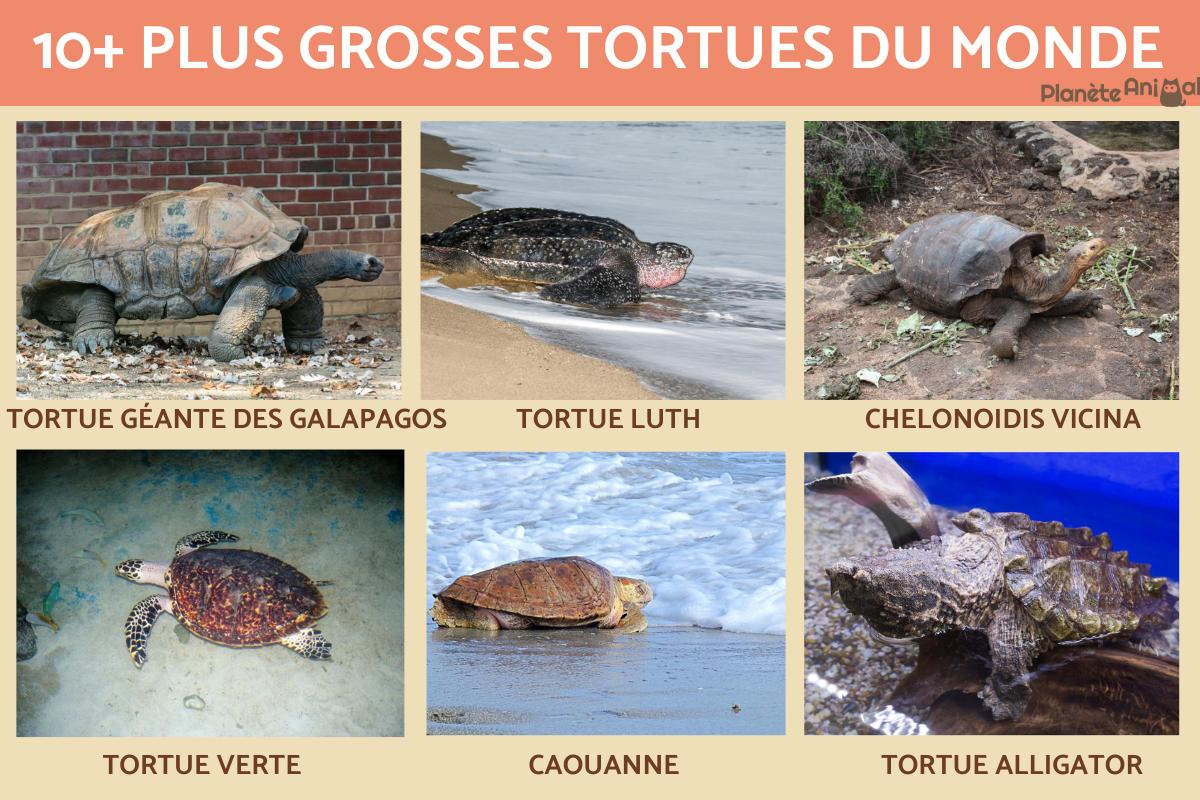 La plus grosse tortue du monde Top 10 (noms des tortues et photos)