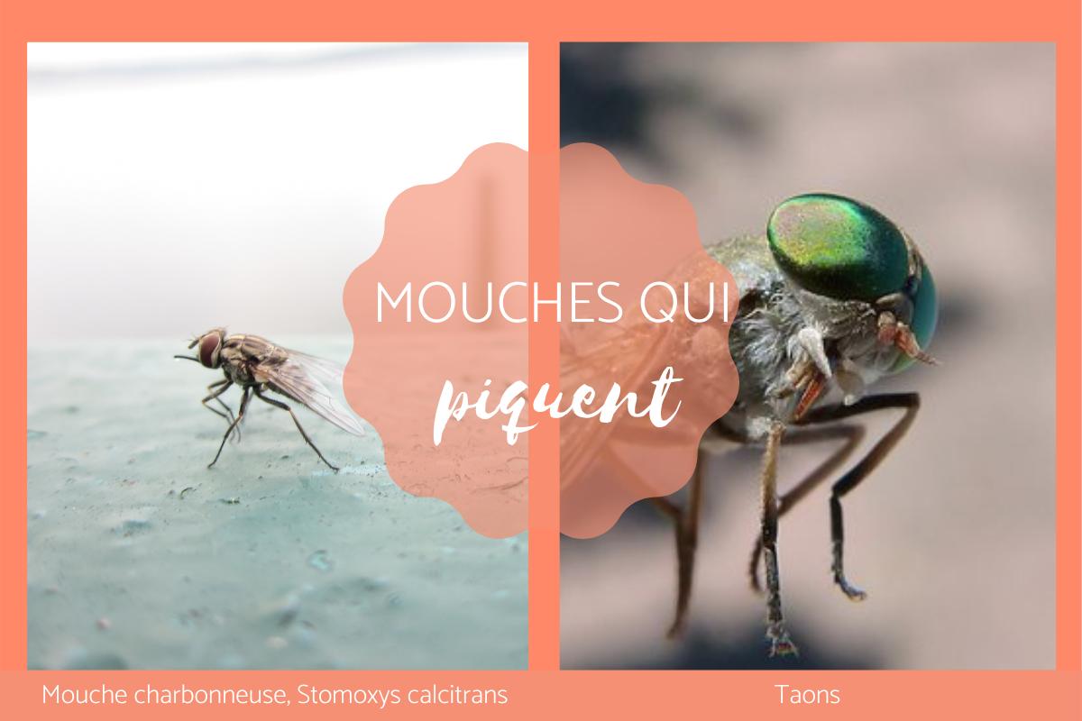 MOUCHES qui PIQUENT ESPÈCES et CARACTÉRISTIQUES — free download