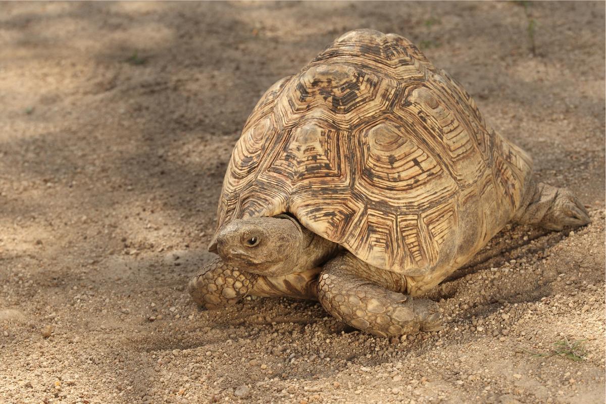 La plus grosse tortue du monde Top 10 (noms des tortues et photos)