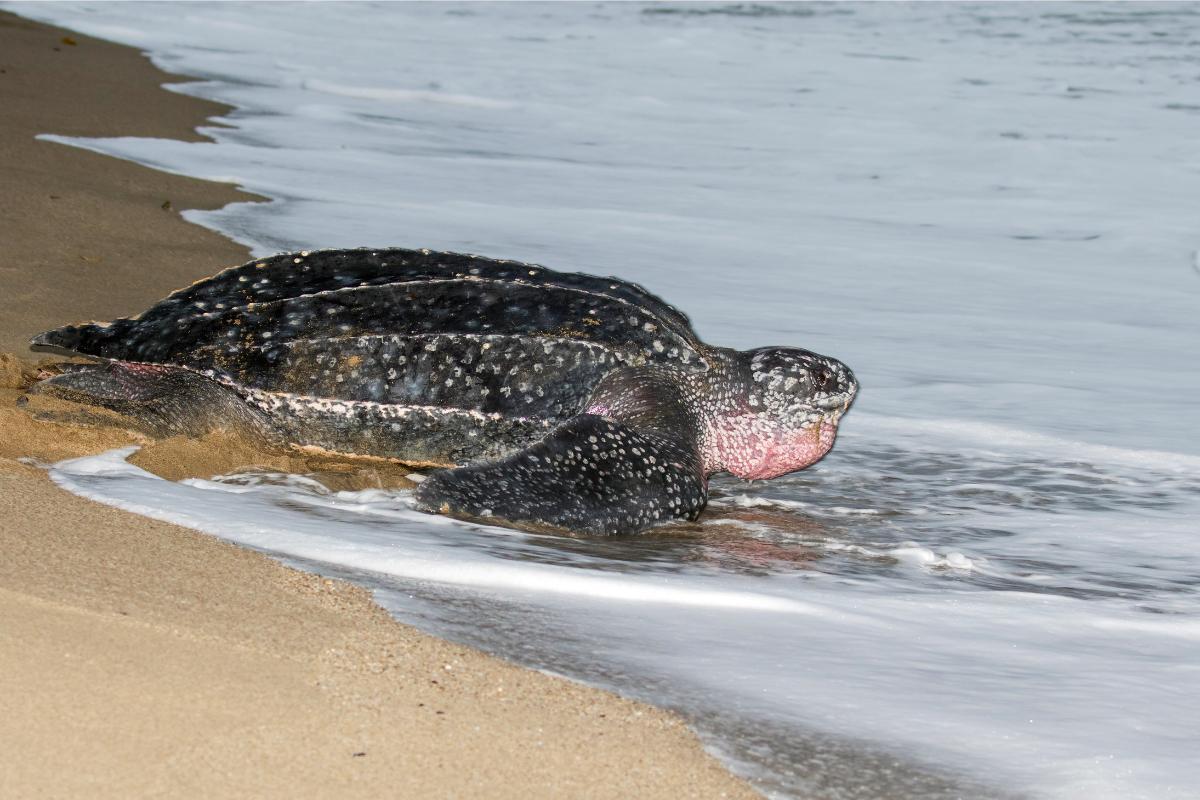 La plus grosse tortue du monde Top 10 (noms des tortues et photos)