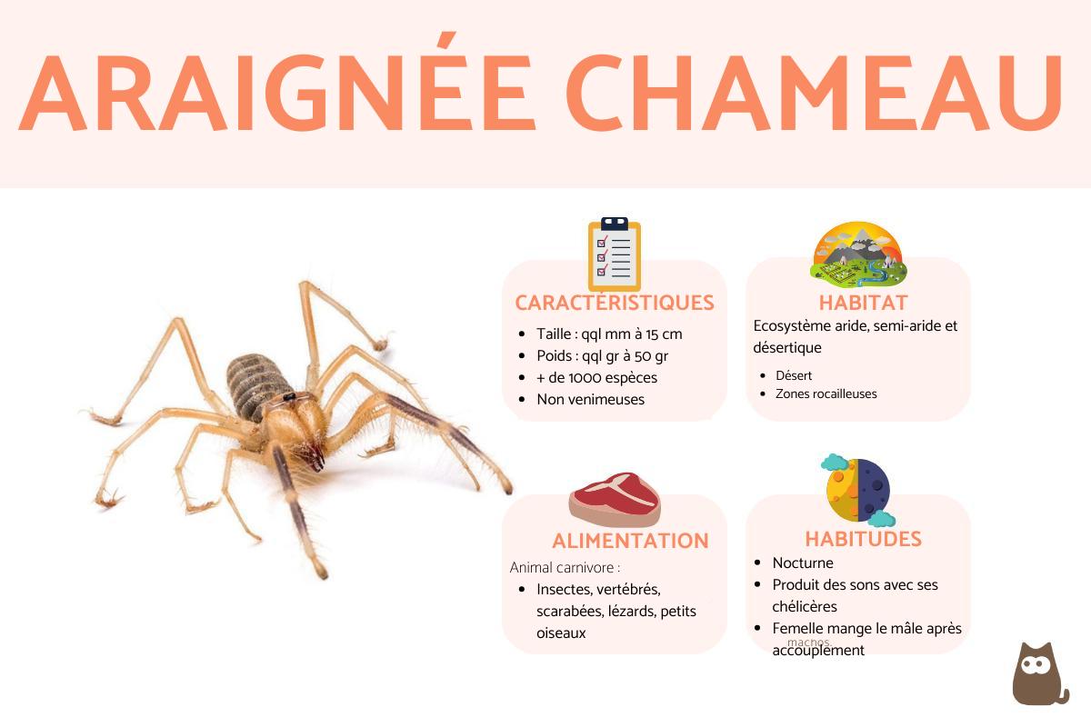 Araignée chameau - Taille et morsure
