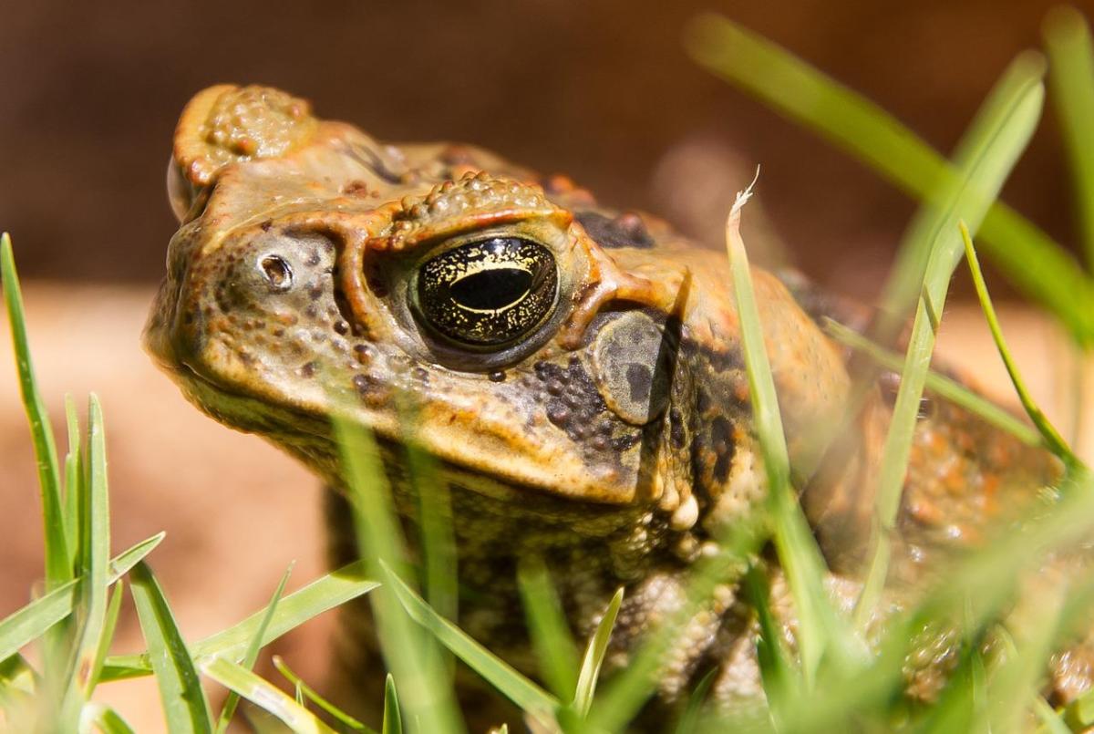 Que mange un crapaud ? - Alimentation du crapaud