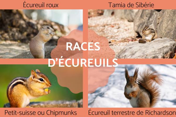 Races d'écureuils - Caractéristiques et photos