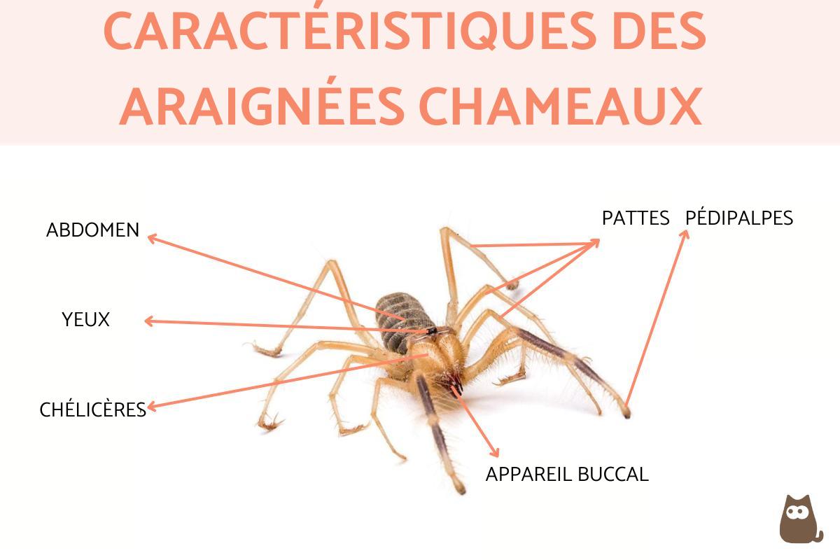 Attache / Bride de carters plastiques de boite à outils pour Peugeot