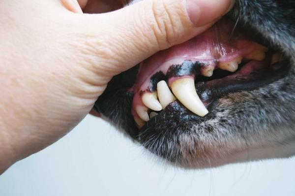 Gencive noire chez le chien - Causes et que faire