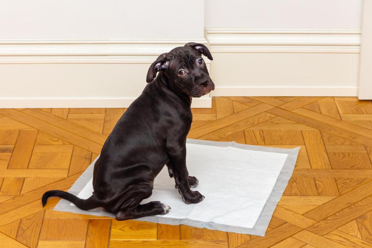 Comment apprendre la propreté à un chiot ?