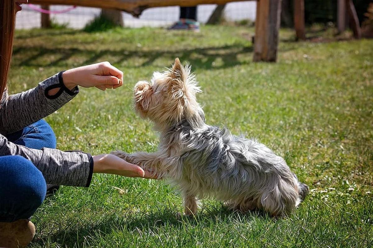 Éduquer son chien en 5 étapes - Guide basique