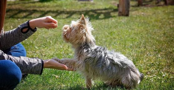 Éduquer son chien en 5 étapes - Guide basique