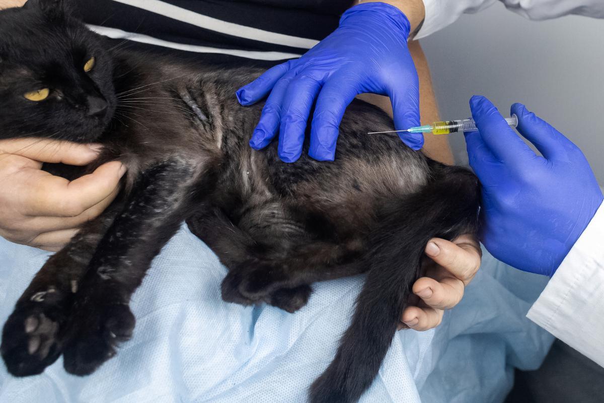 Dermatite chez le chat : symptômes et traitement