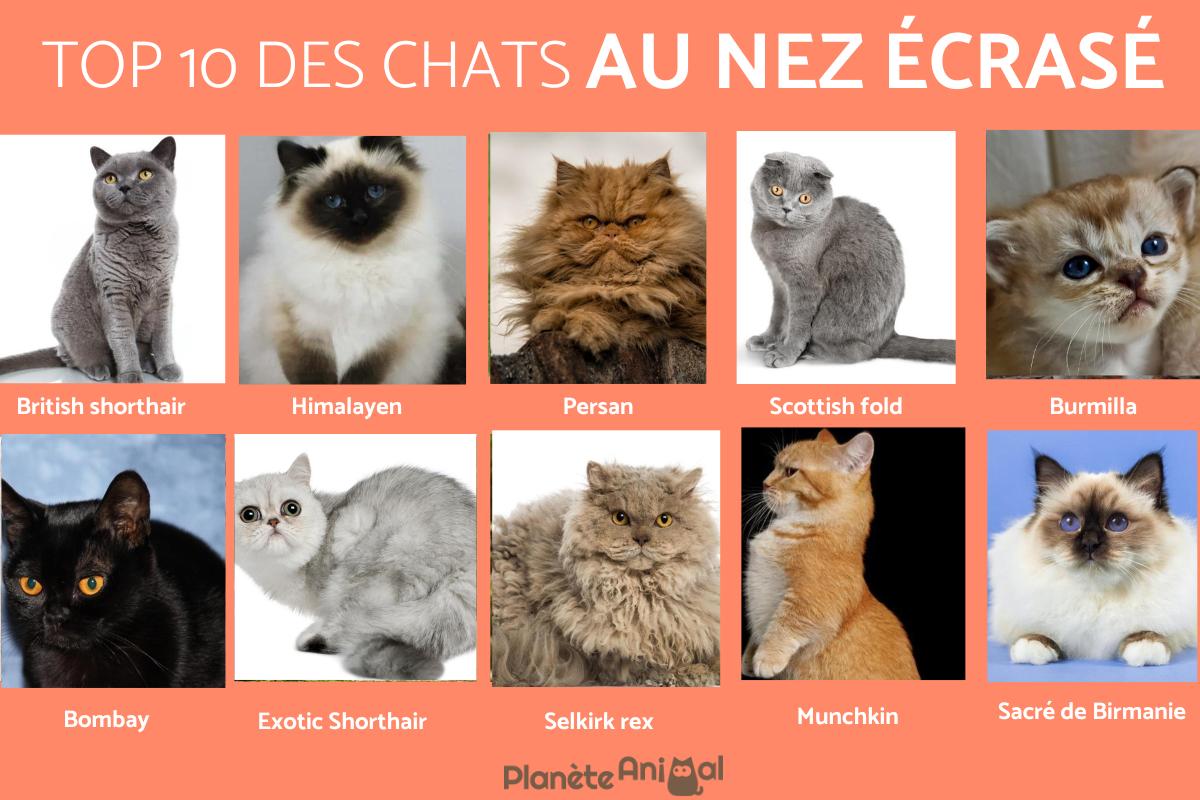 Races de chats au nez écrasé