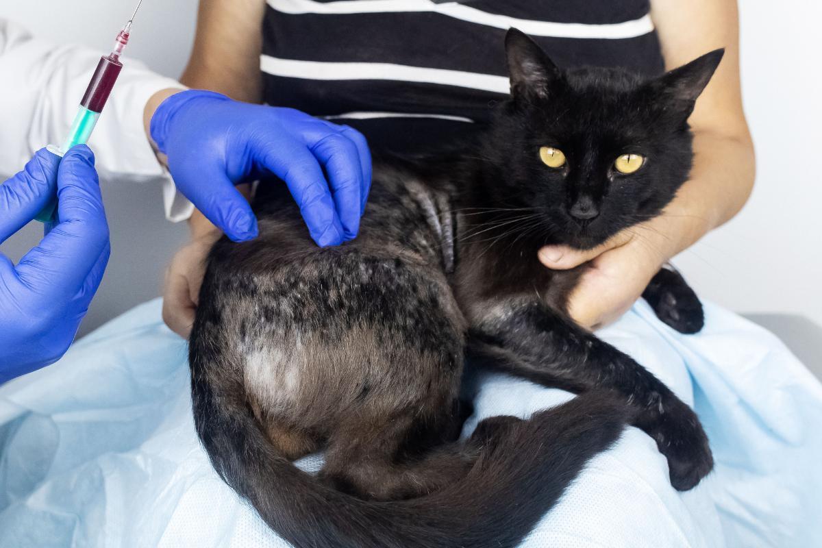 Dermatite chez le chat symptômes et traitement