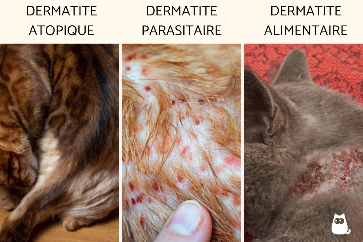Dermatite chez le chat symptômes et traitement