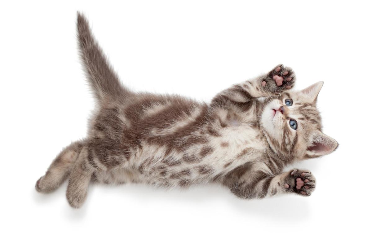 Combien de doigts a un chat ?
