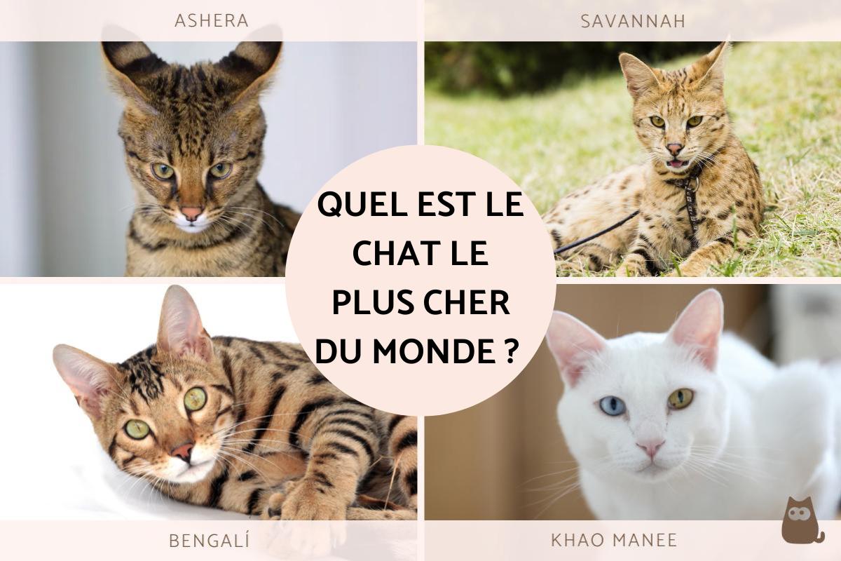 Quel est le chat le plus cher du monde ?