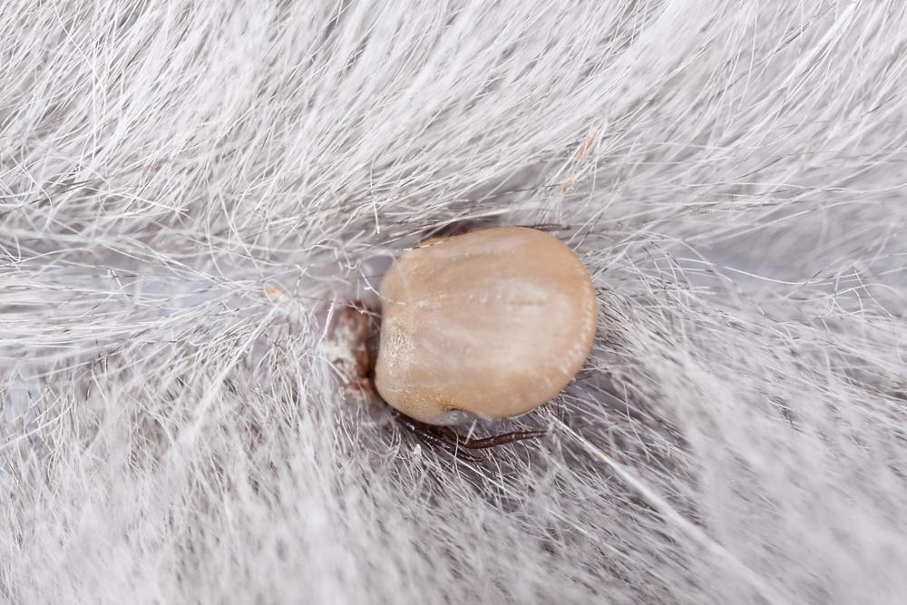 7 Recettes Anti-TIQUES naturelles pour chien - Très efficace