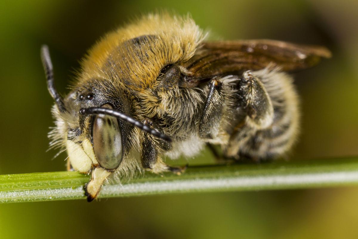 Est-ce que les insectes dorment ?