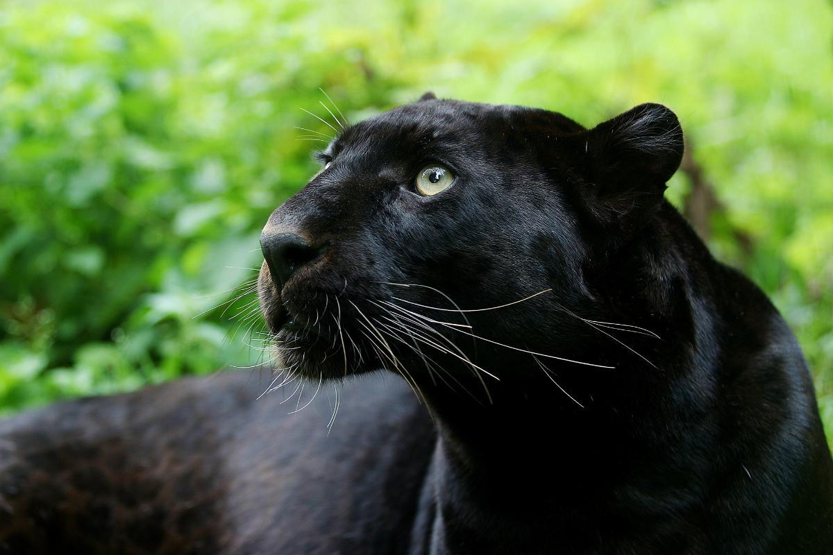 Exposé sur la panthère noire