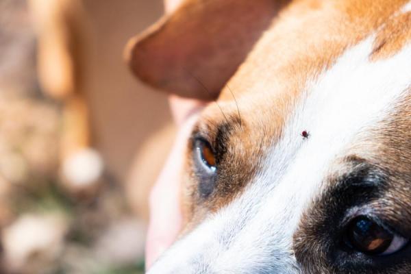 Recette anti-tique naturelle pour chien