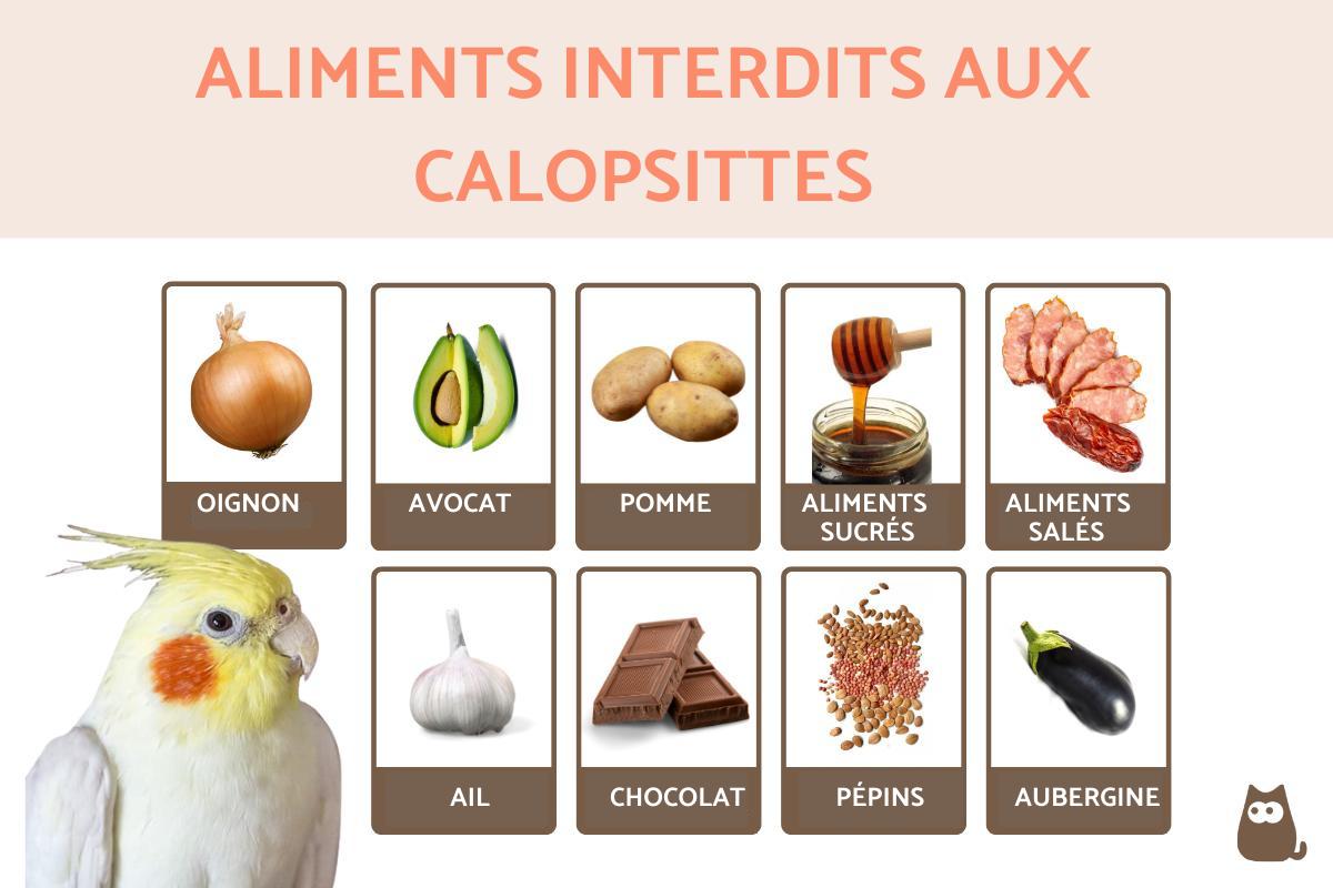 Aliments interdits aux calopsittes