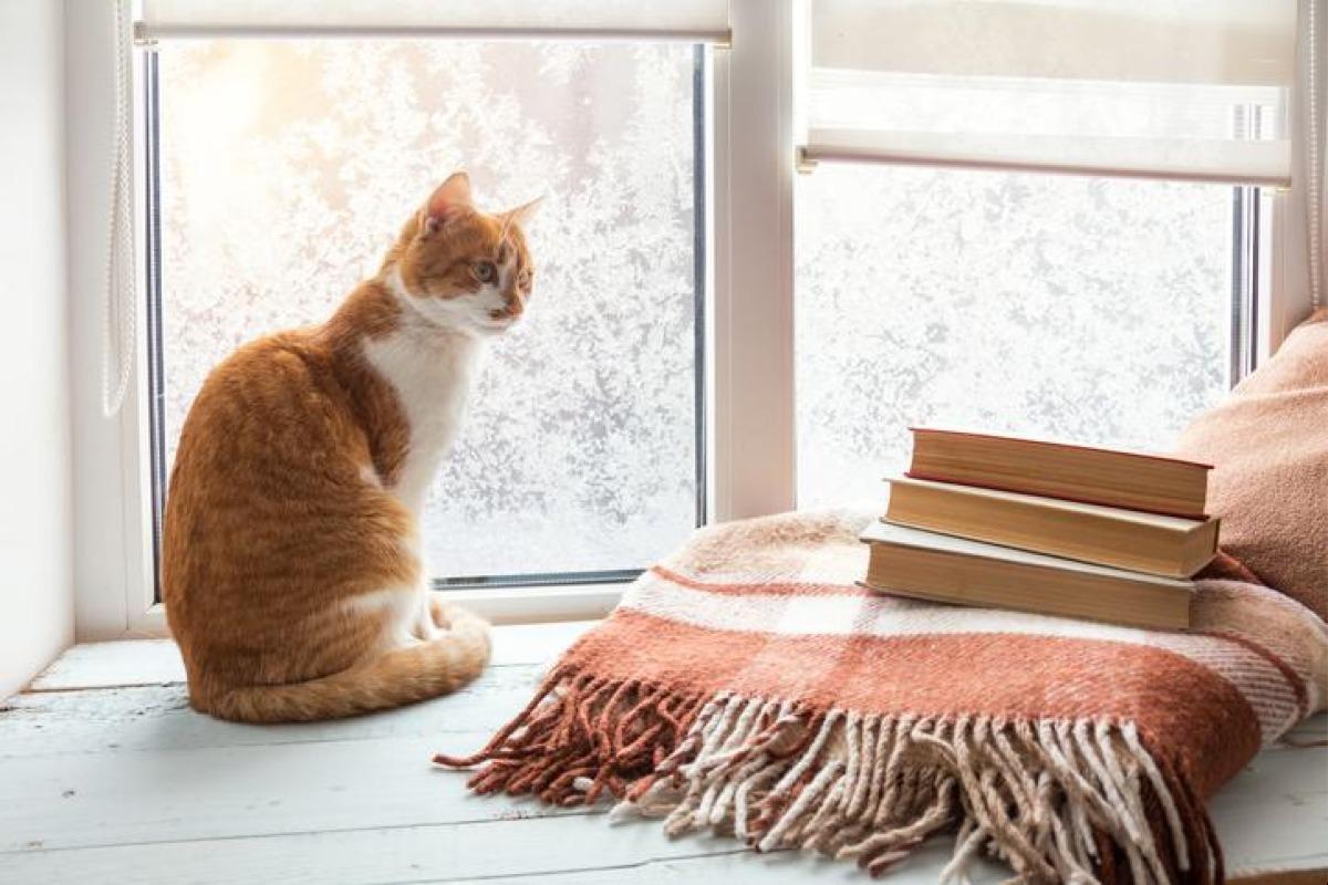 Laisser son chat seul - Combien de temps et comment l'occuper ?