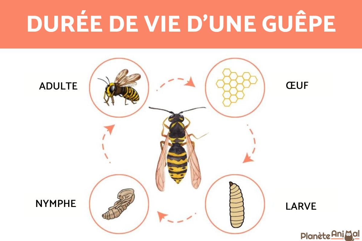 Combien de temps vit une guêpe ? Durée de vie d'une guêpe — free download