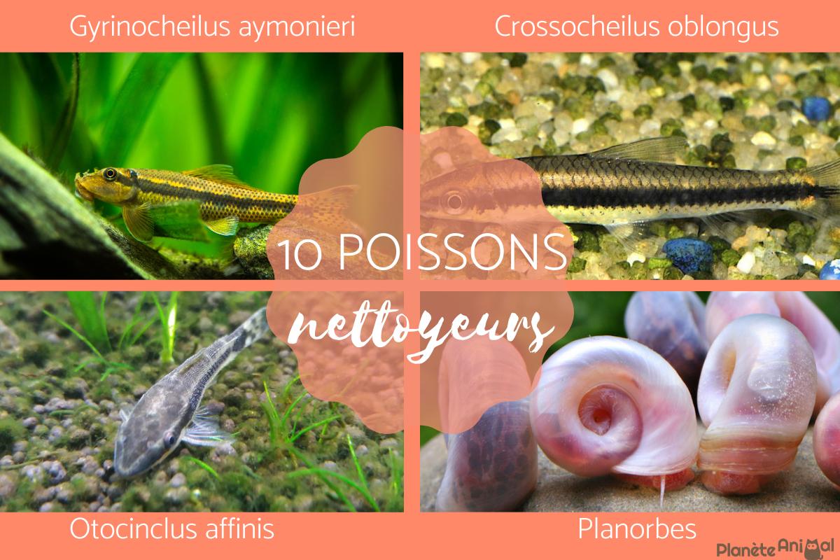 Poissons nettoyeurs - espèces et utilité