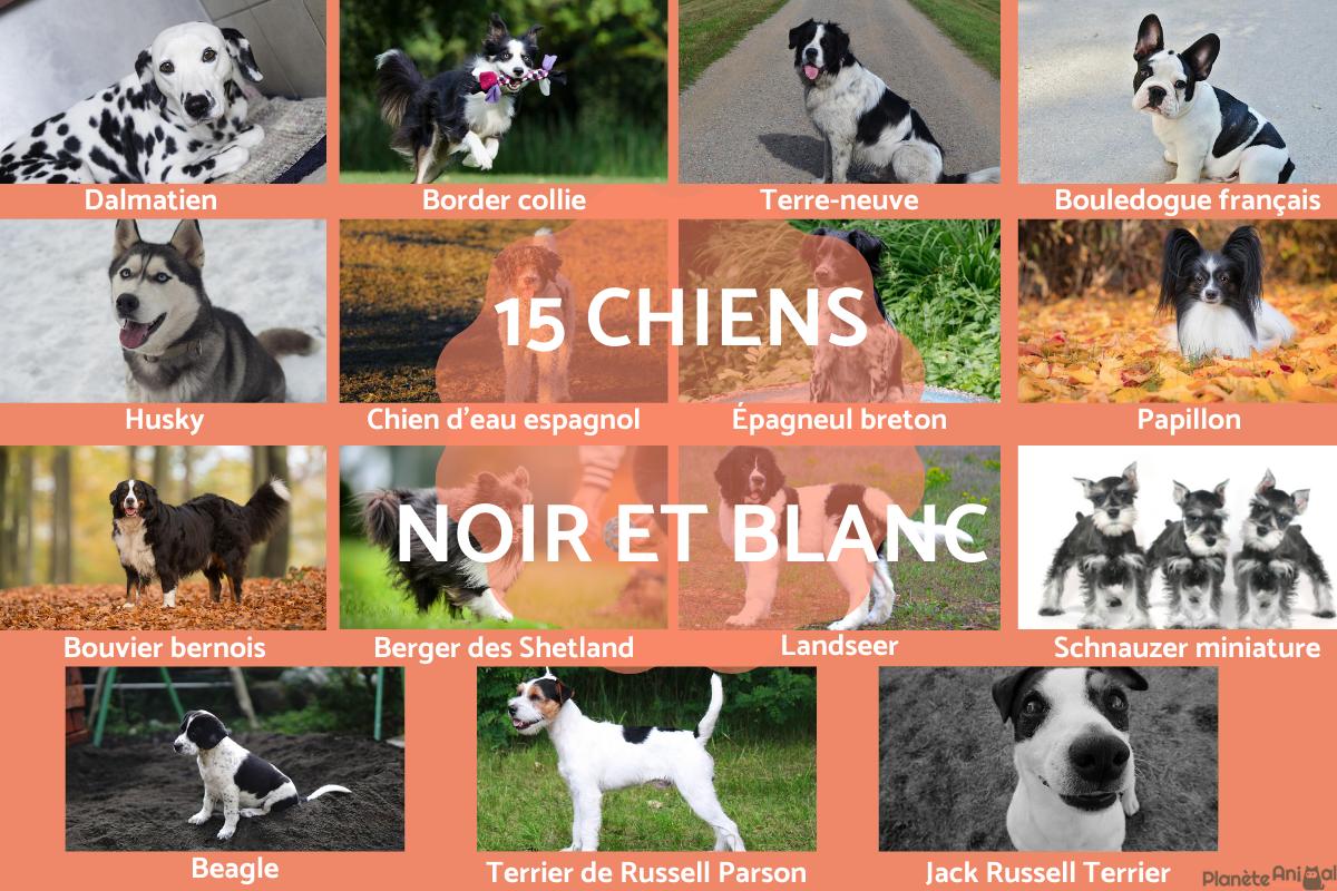 Chien noir et blanc - races avec photos
