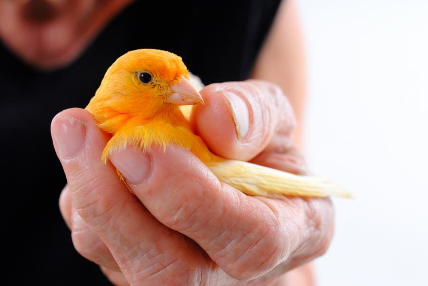 +300 IDÉES de Noms pour oiseaux MÂLES et FEMELLES