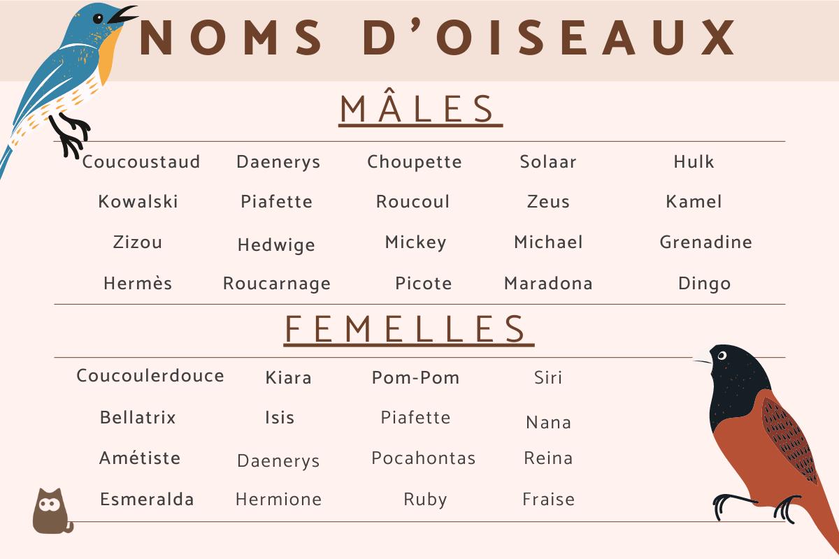 Noms pour oiseaux mâles et femelles