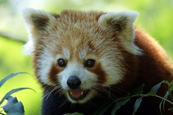 Ce qu'il faut savoir sur le panda roux - Une espèce vulnérable
