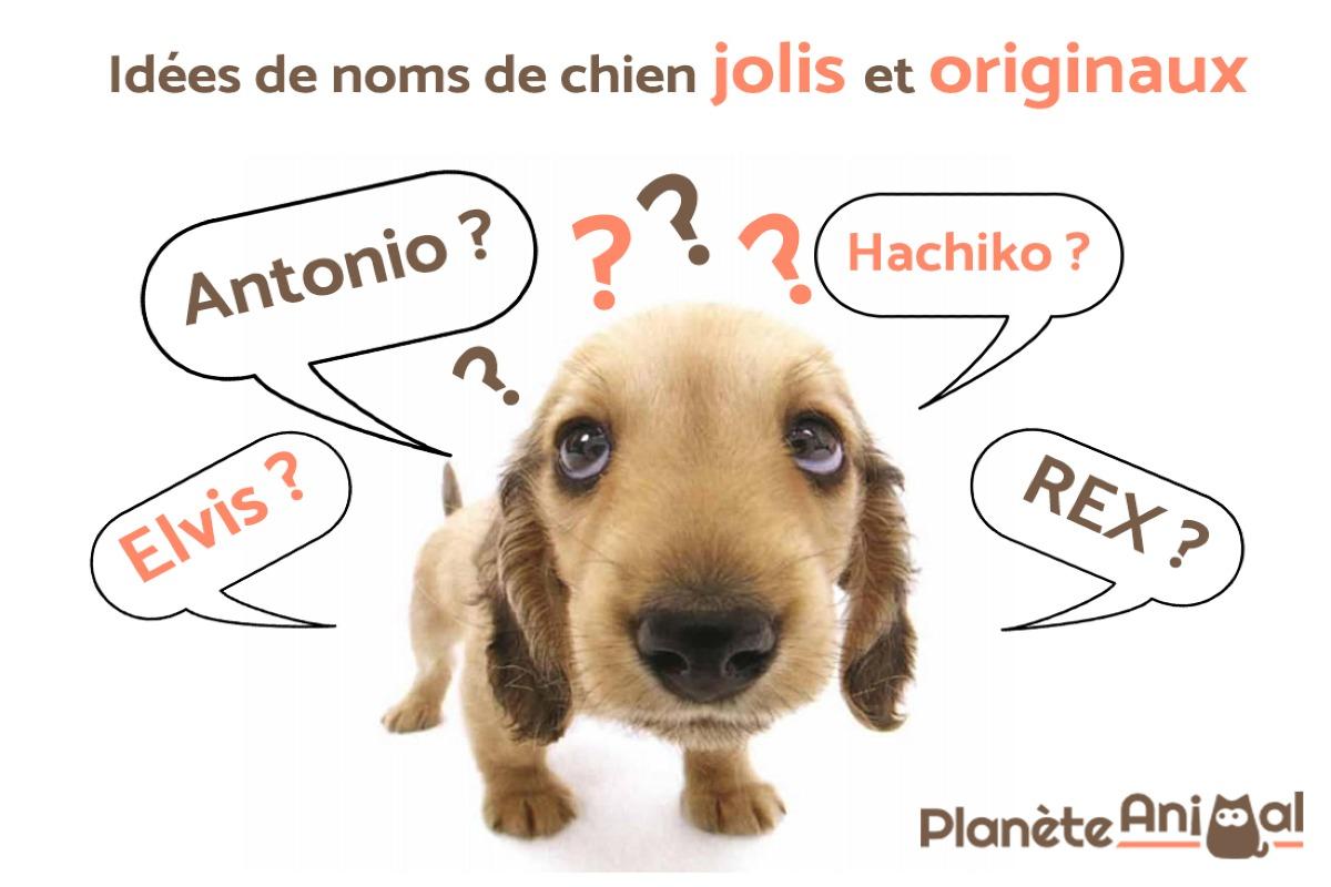 Idées de noms jolis et originaux pour chiens