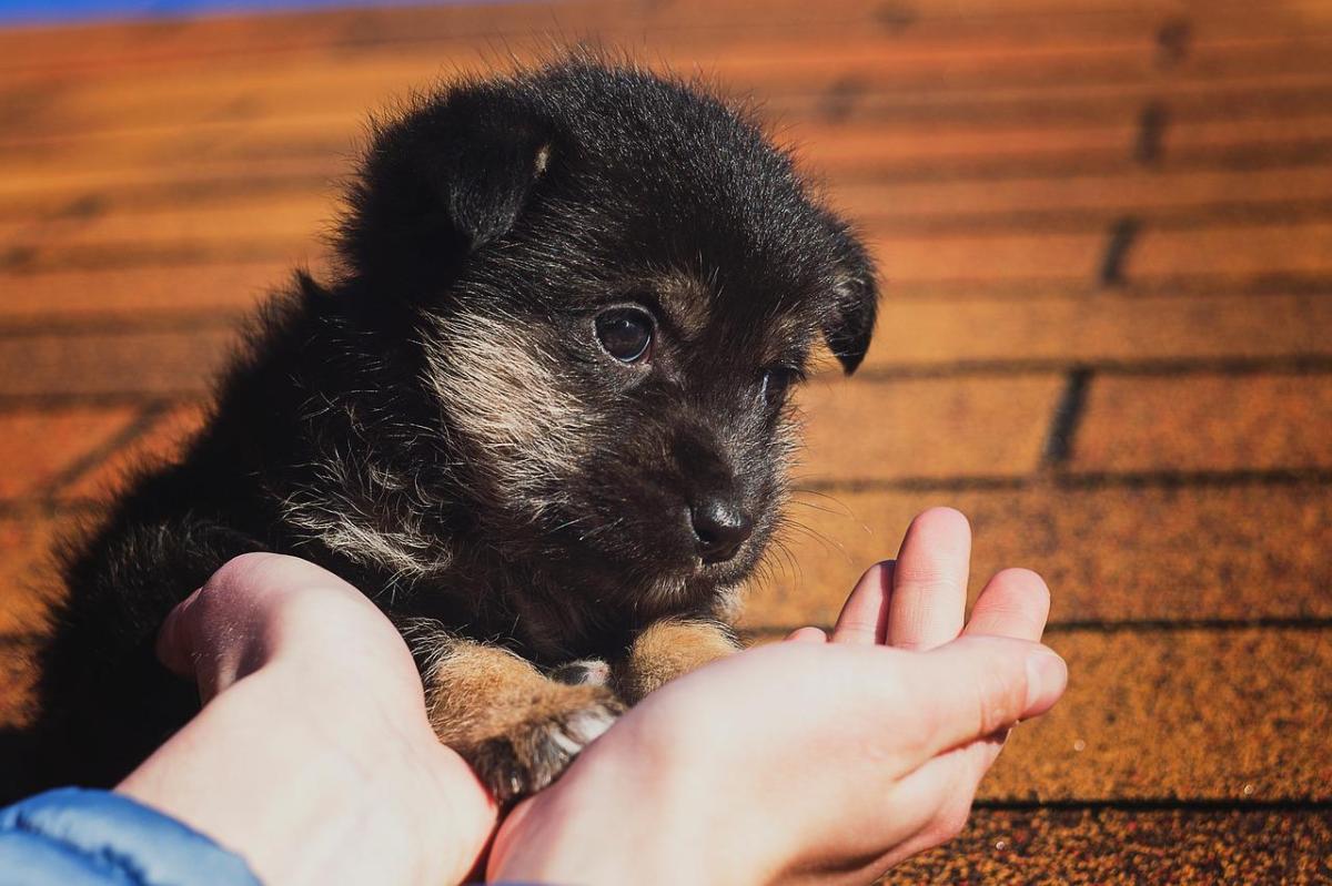 Nom de chien en A