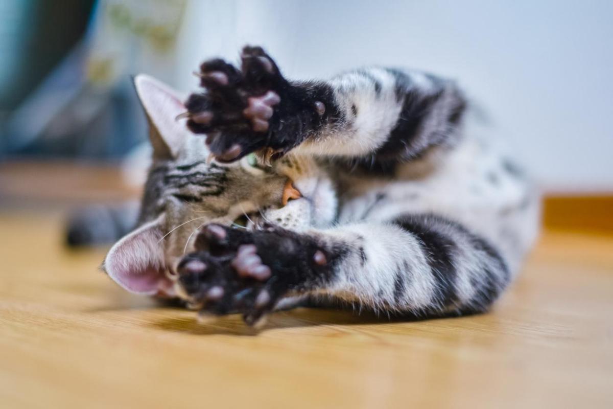 Pododermatite chez le chat - Symptômes et traitement