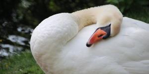 Cygnes - Espèces, caractéristiques, alimentation, habitat et bébé