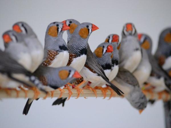 Le diamant mandarin - Reproduction, Alimentation, soins - Les caractéristiques physiques de l'oiseau diamant mandarin mâle et femelle