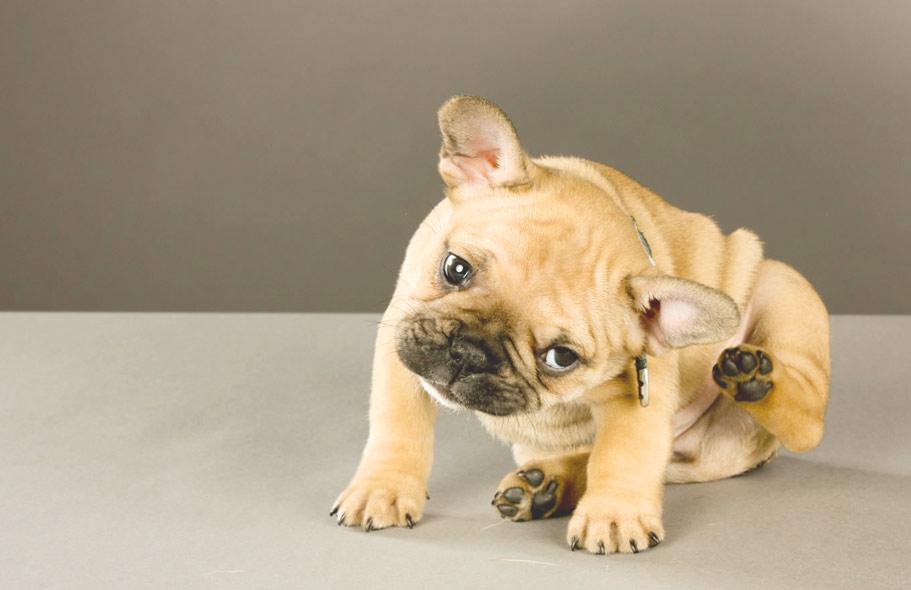 Pourquoi mon chien se gratte l