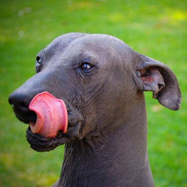 15 races de chiens rares et peu connues