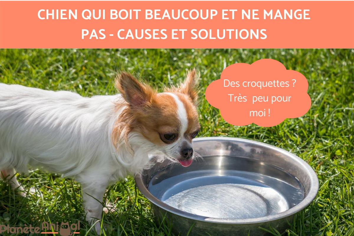Chien qui boit beaucoup et ne mange pas - Causes et Solutions