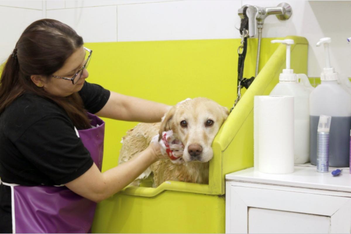 Comment toiletter un chien à poils longs ?