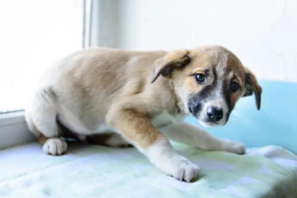 Chien qui boit beaucoup et ne mange pas - Causes et Solutions - Maladie d’Addison ou hypoadrénocorticisme
