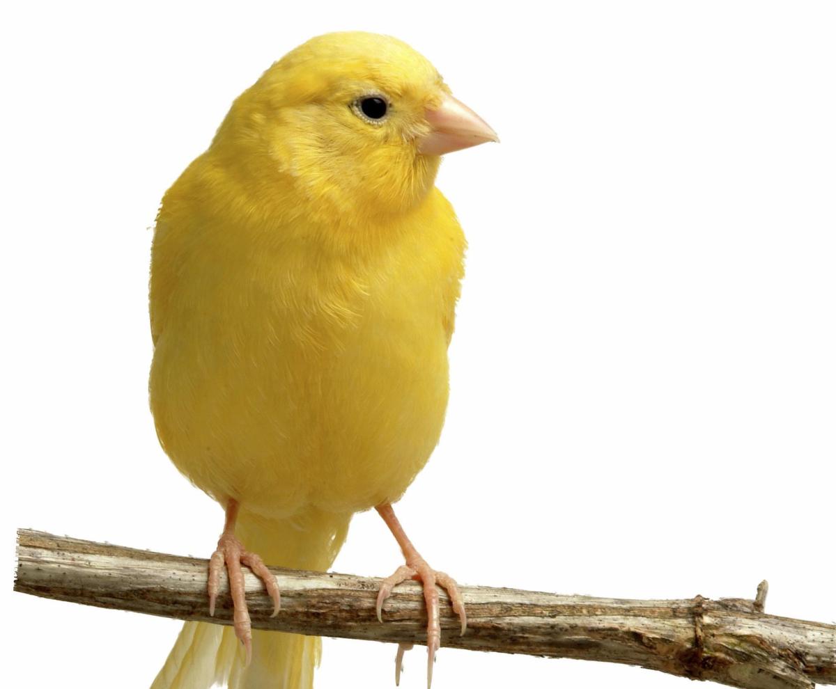 Mon canari ne chante plus