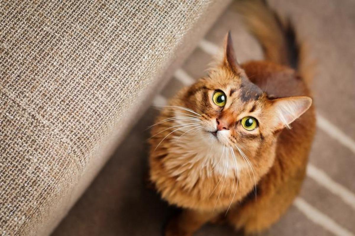Pourquoi mon chat me fixe ?