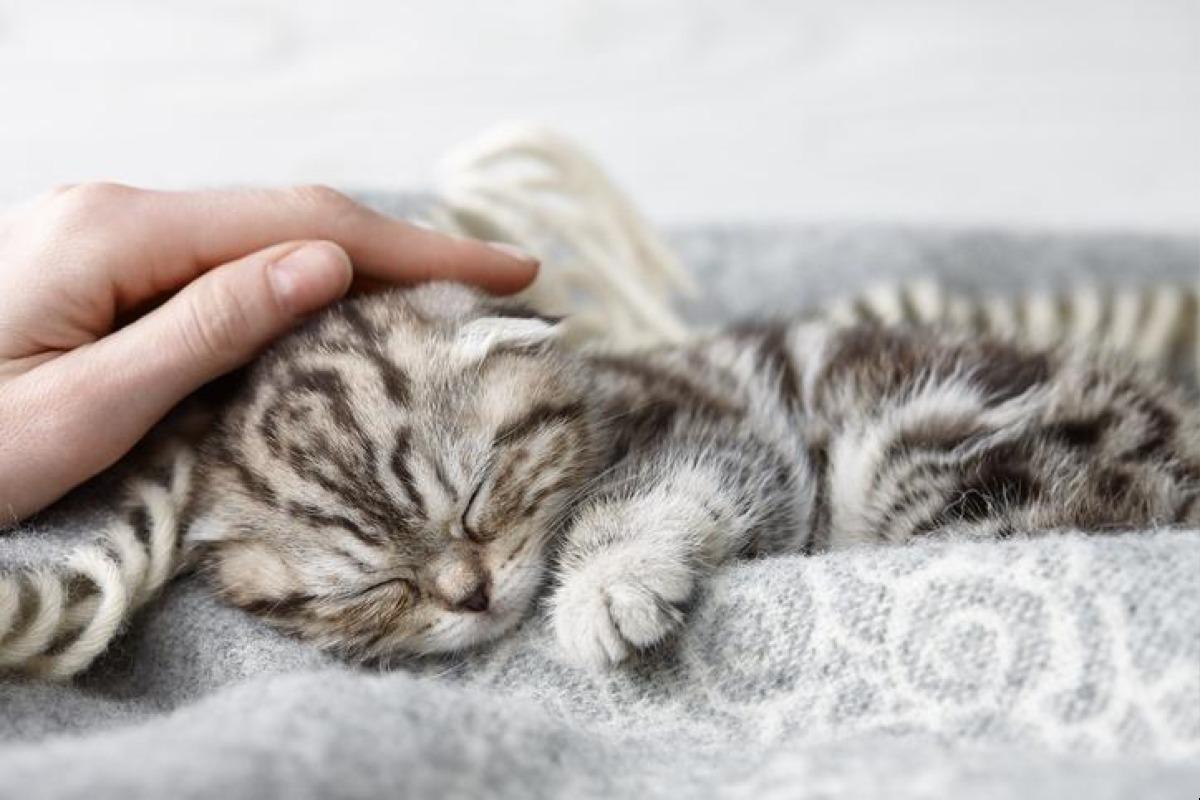 Pourquoi mon chat me fixe ? Découvrez toutes les significations