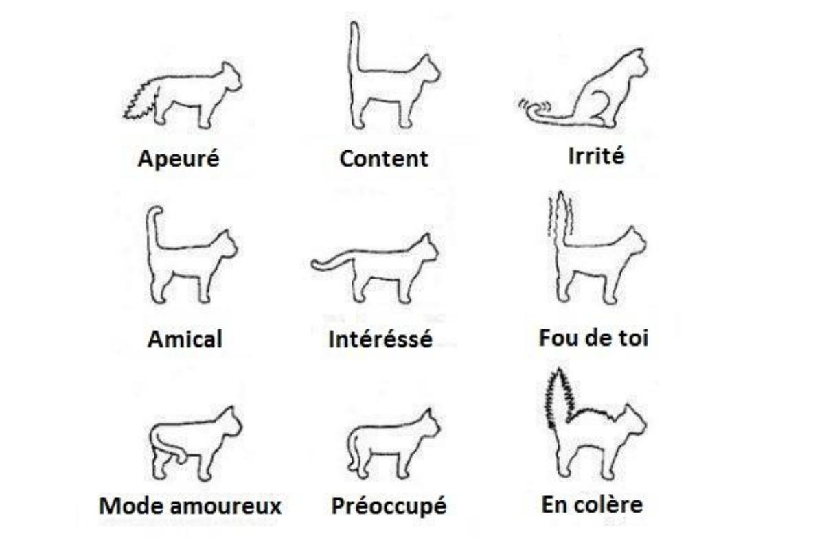 Pourquoi mon chat me fixe ? Découvrez toutes les significations