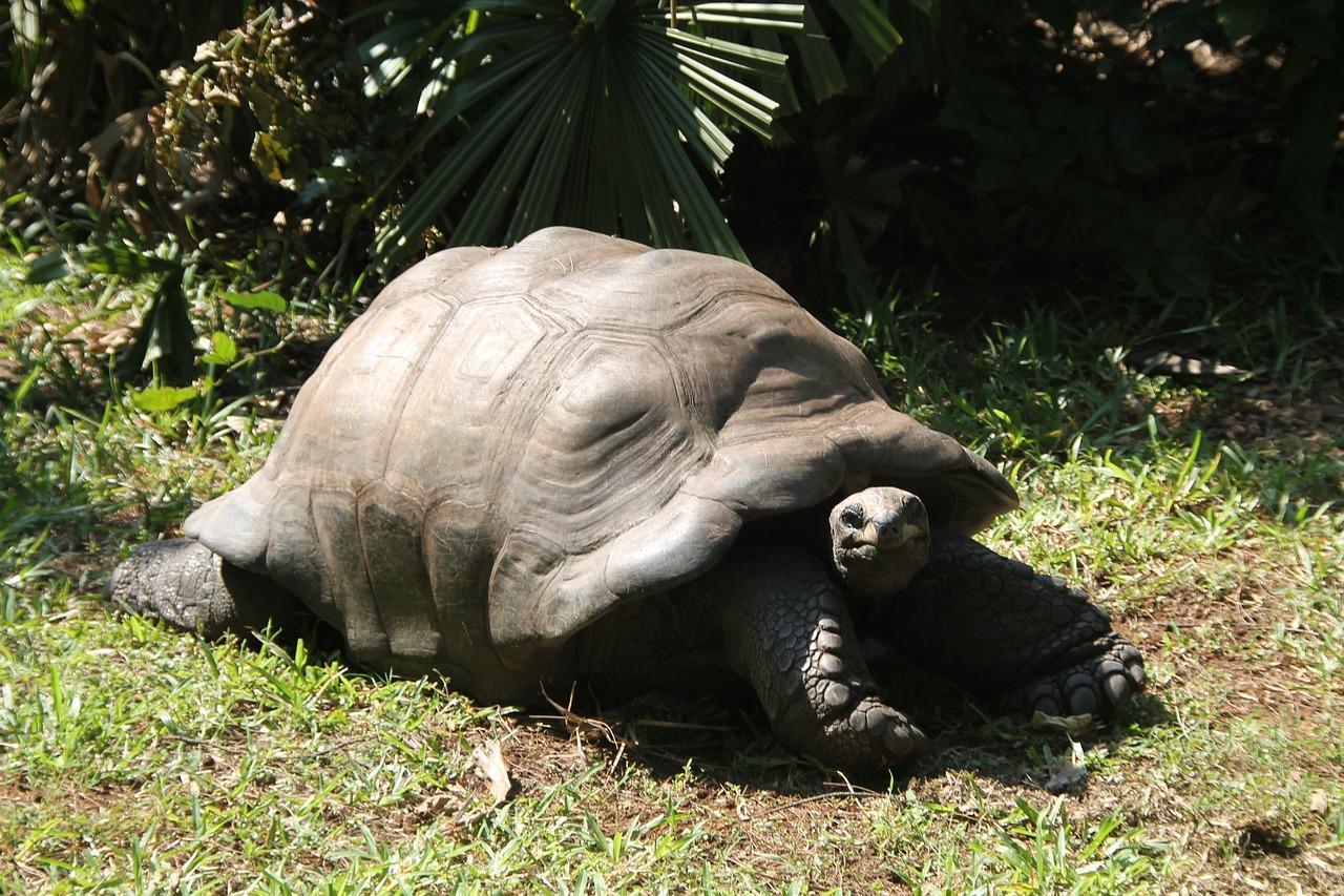 Comment savoir si ma tortue de terre est enceinte — free download